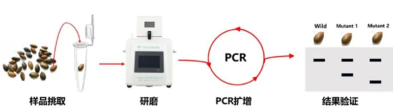 高通量组织研磨器应用种子库建设