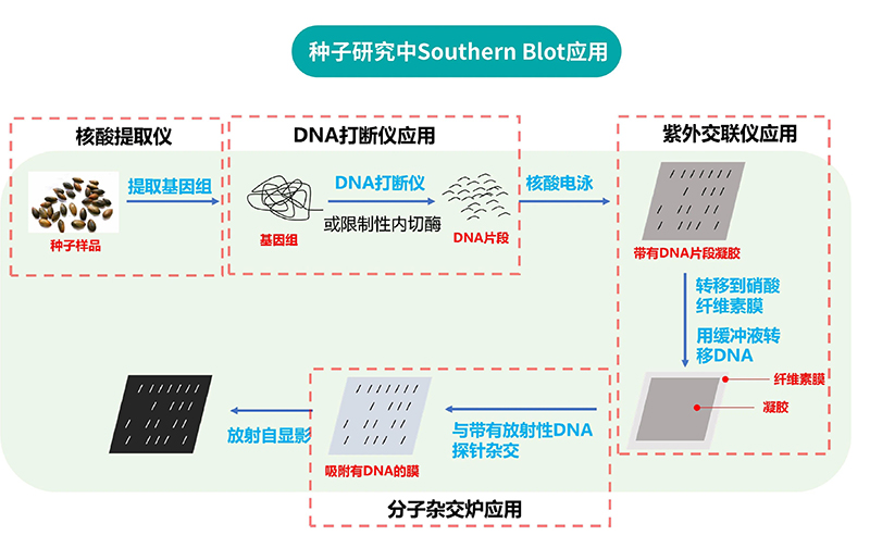 种子研究中SOUTHERN BLOT应用